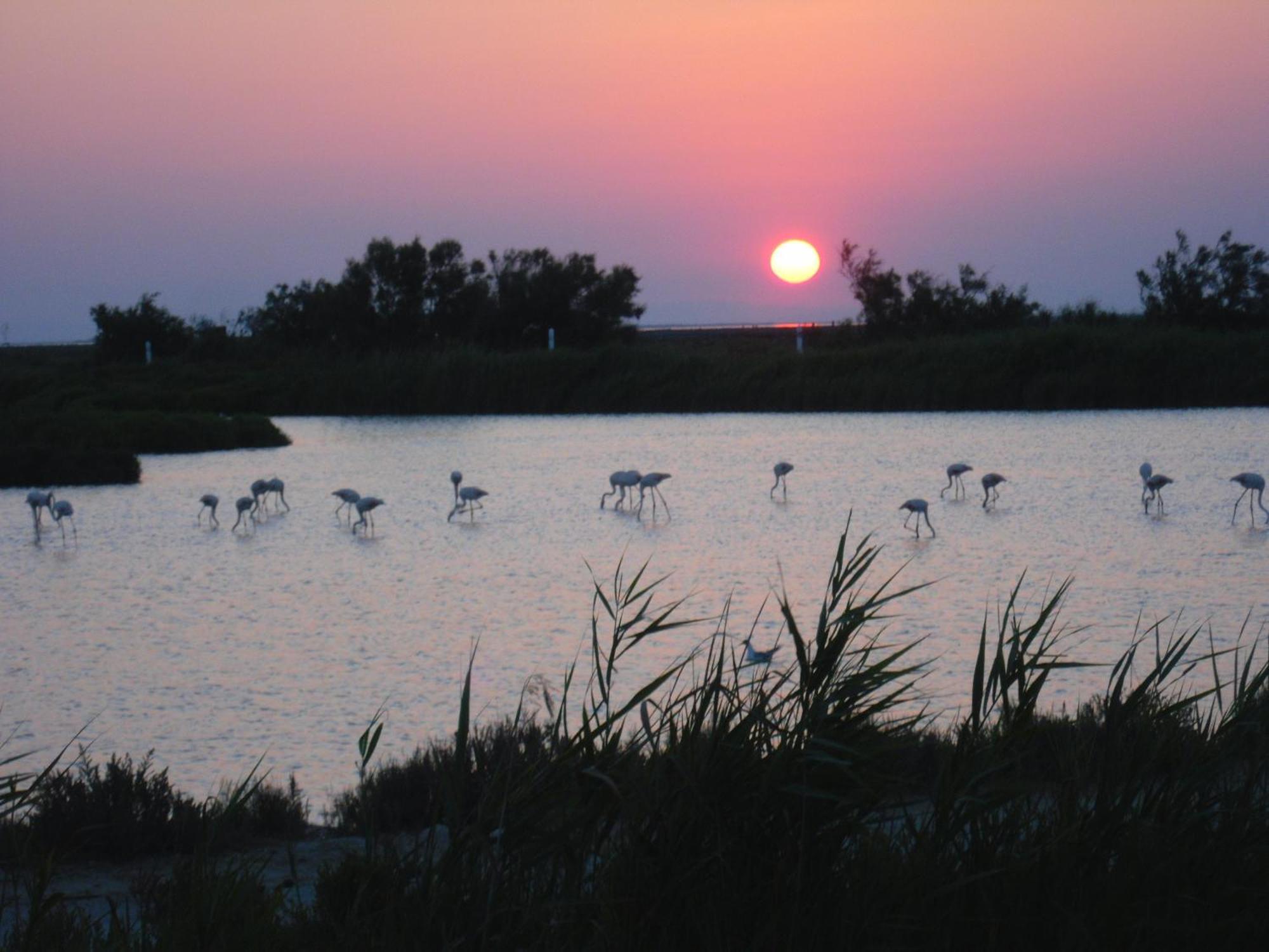 Chambre Les Flamants, Avec Vue Imprenable Sur Les Etangs, Les Oiseaux, La Nature, Petit Dejeuner Compris Saintes-Maries-de-la-Mer Exterior photo